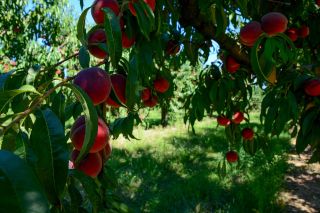 Broskve na zavářku ❤ na prodejnách. Nachystejte sklenice, protože tento týden je u nás ve znamení broskví. Máme jich...