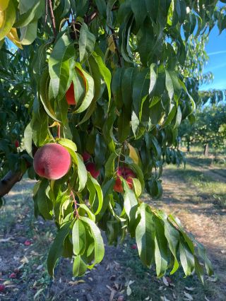 Poslední broskve v našem sadu ❤ Pro milovníky broskví máme smutnou zprávu, je před námi posledních pár dní kdy budou k...